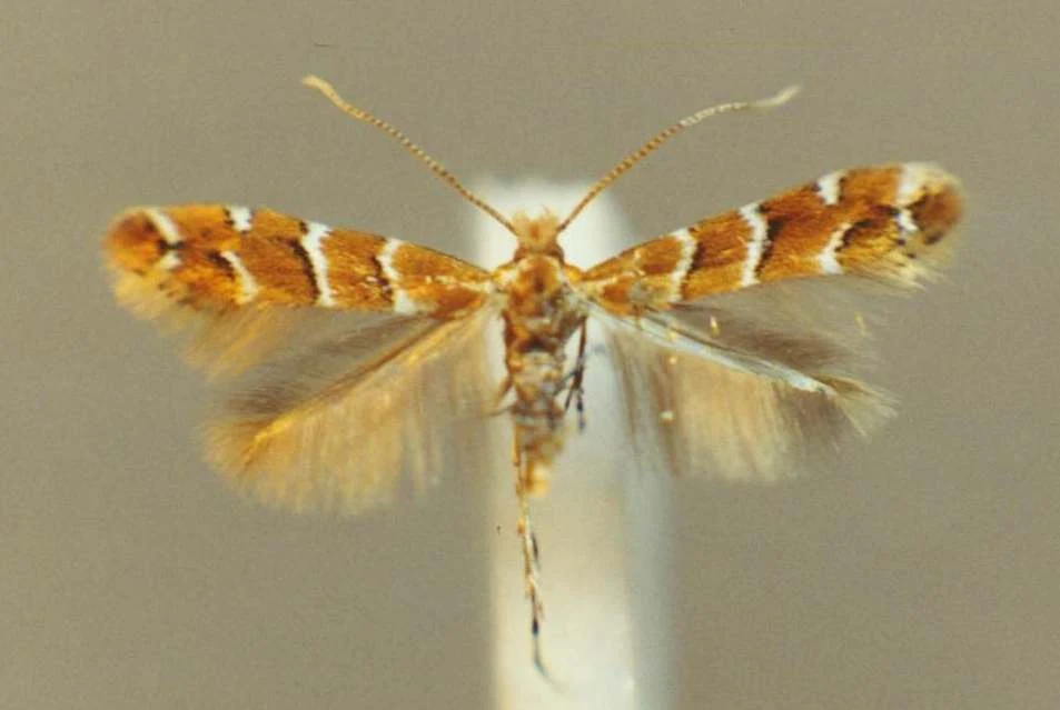 Szrotówek kasztanowcowiaczek to motyl atakujący kasztanowce Mały motyl z rozpostartymi skrzydłami, których górna powierzchnia pokryta jest brązowymi i białymi pasami, delikatne, pierzaste końcówki skrzydeł oraz wyraźnie widoczne ciało.