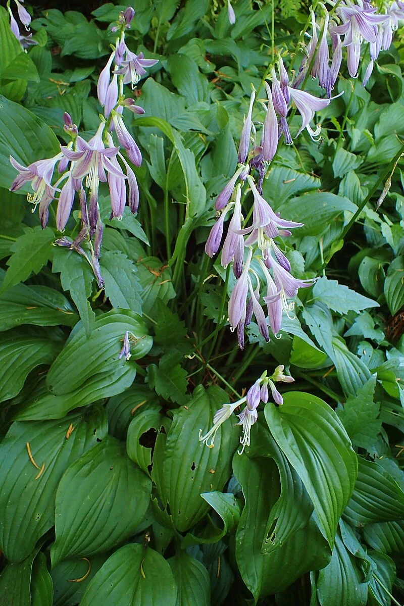 Liście zielonej hosty szeroko rozpostarte na ziemi, nad nimi zwisają podłużne, fioletowe kwiaty osadzone na długich łodygach. Roślina otoczona gęstą zielenią.