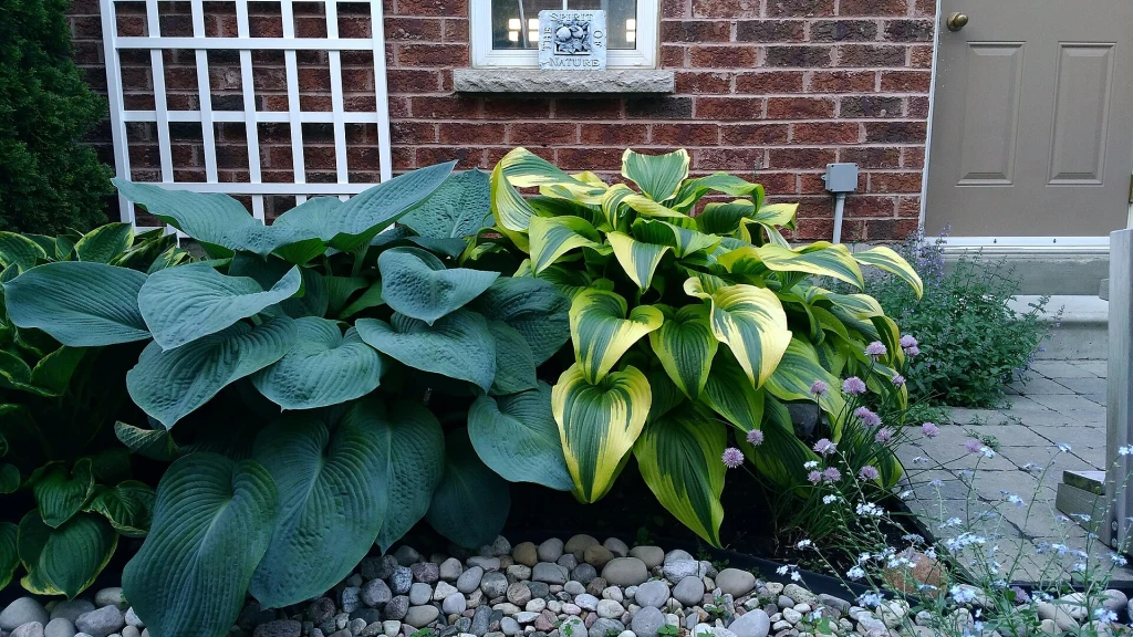 Funkia zawsze zadaje szyku w ogrodzie. Na zdjęciu dwie różne odmiany funkii