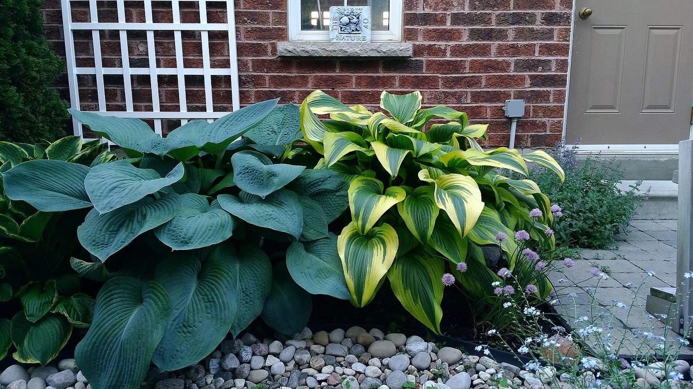 Duże, ozdobne hosty o soczystych zielonych i zielono-żółtych liściach rosną przy ceglanej ścianie domu, wśród ozdobnych kamieni ogrodowych i obok drobnych, fioletowych kwiatów.
