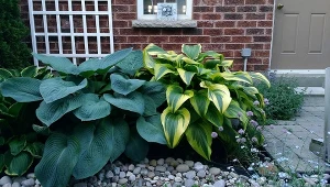 Roślina zmienia kolor w zależności od światła. Ogród będzie się wyróżniał