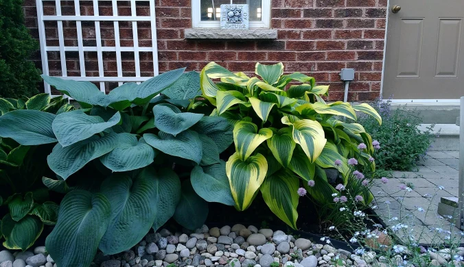 Funkia zawsze zadaje szyku w ogrodzie. Na zdjęciu dwie różne odmiany funkii