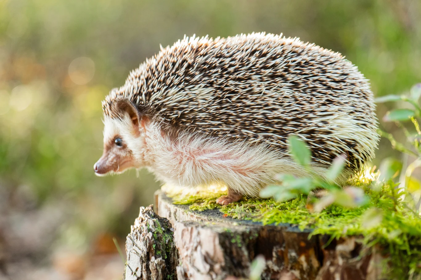 Jeż siedzi na omszałym pniu drzewa, w naturalnym leśnym otoczeniu, oświetlony miękkim, naturalnym światłem.