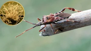 Są w ogrodzie, wchodzą do domu. Przenoszą grzyby jak z "The Last of Us"