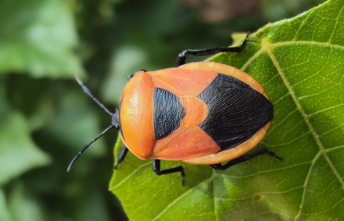 Pomarańczowo-czarny pluskwiak z charakterystycznym wzorem na grzbiecie siedzący na zielonym liściu, w tle rozmyta naturalna roślinność.