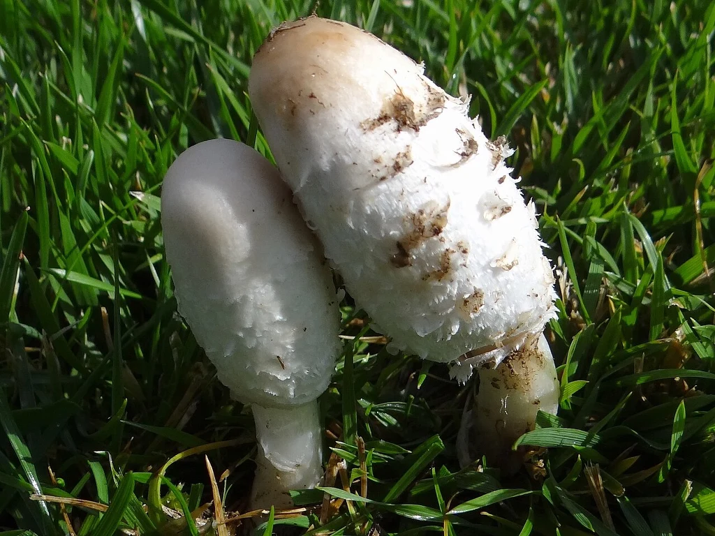 Młode, jadalne okazy czernidłaka kołpakowatego Dwa owocniki grzyba czernidłaka kołpakowatego rosnące na zielonej trawie, ich kapelusze są białe z lekko włóknistą powierzchnią, miejscami pokryte ziemią, jeden z nich wyraźnie większy i pochylony