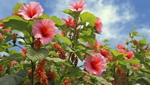 Jeszcze piękniejsza od róży. Cieszy oko w ogrodzie i w mieszkaniu