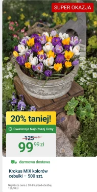 Krokus