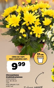 Хризантема