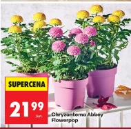 Chryzantema