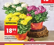 Chryzantema