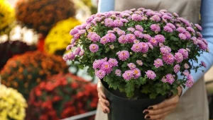 Wykonaj prosty test. Bez trudu rozpoznasz świeżą chryzantemę