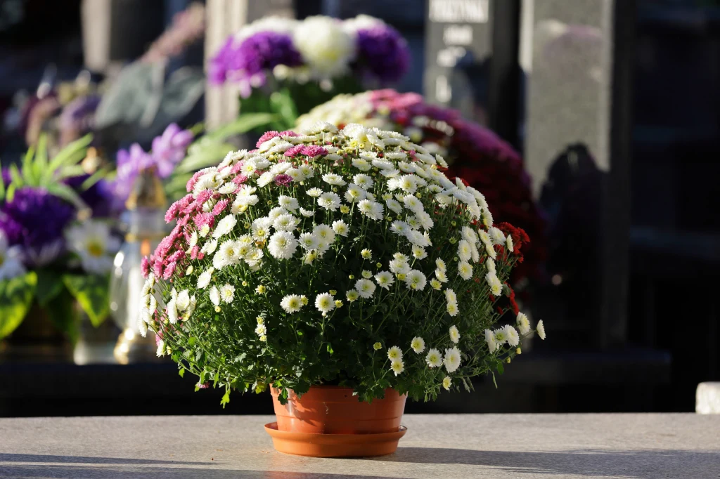 Chryzantemy na cmentarzu wytrzymają przez długi czas, ale pod kilkoma warunkami Doniczka z okazałą chryzantemą o białych i fioletowych kwiatach ustawiona na płycie nagrobka, w tle rozmazane inne kwiaty i elementy cmentarne.