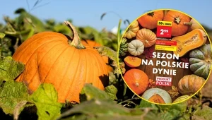 Sezon na polskie dynie się rozpoczął. W tych sklepach kupisz je taniej!