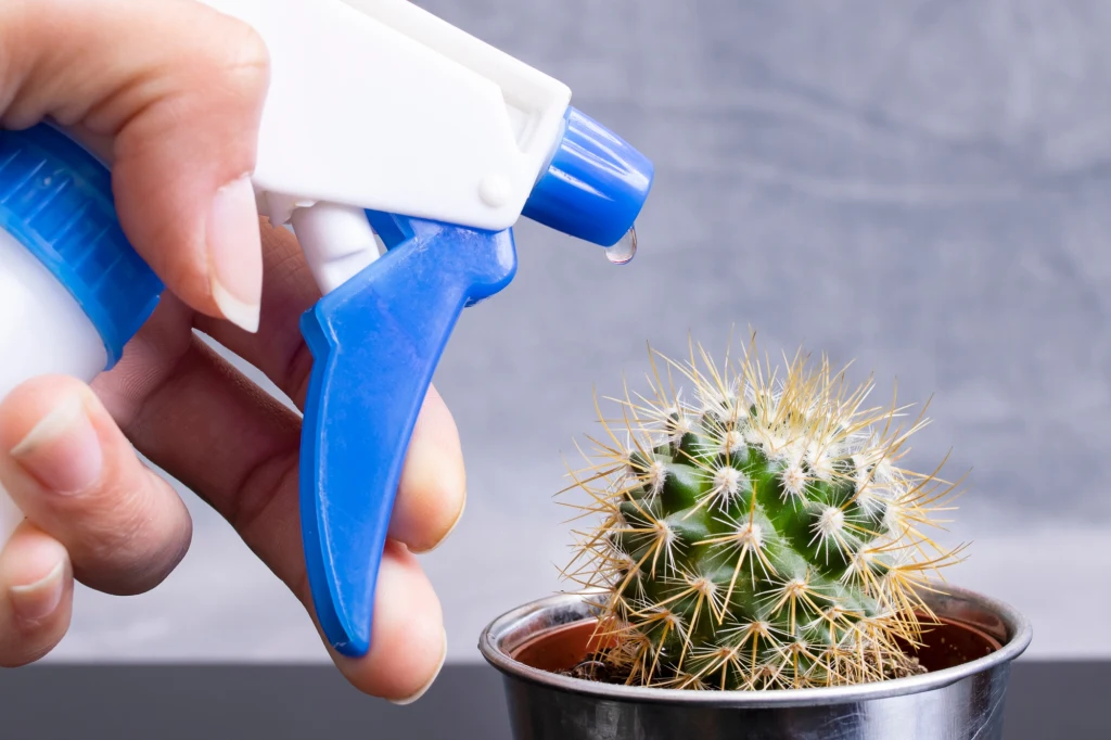 Ręka trzymająca biało-niebieski spryskiwacz z wodą w trakcie podlewania małego kaktusa w metalowej doniczce, widoczne szczegóły kolców rośliny oraz kropla wody na końcówce spryskiwacza.