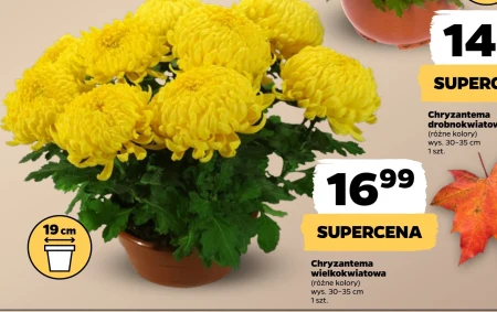 Хризантема