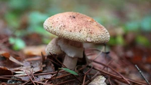 Gratka dla grzybiarzy. Ten grzyb jest jadalny tylko w określonej sytuacji