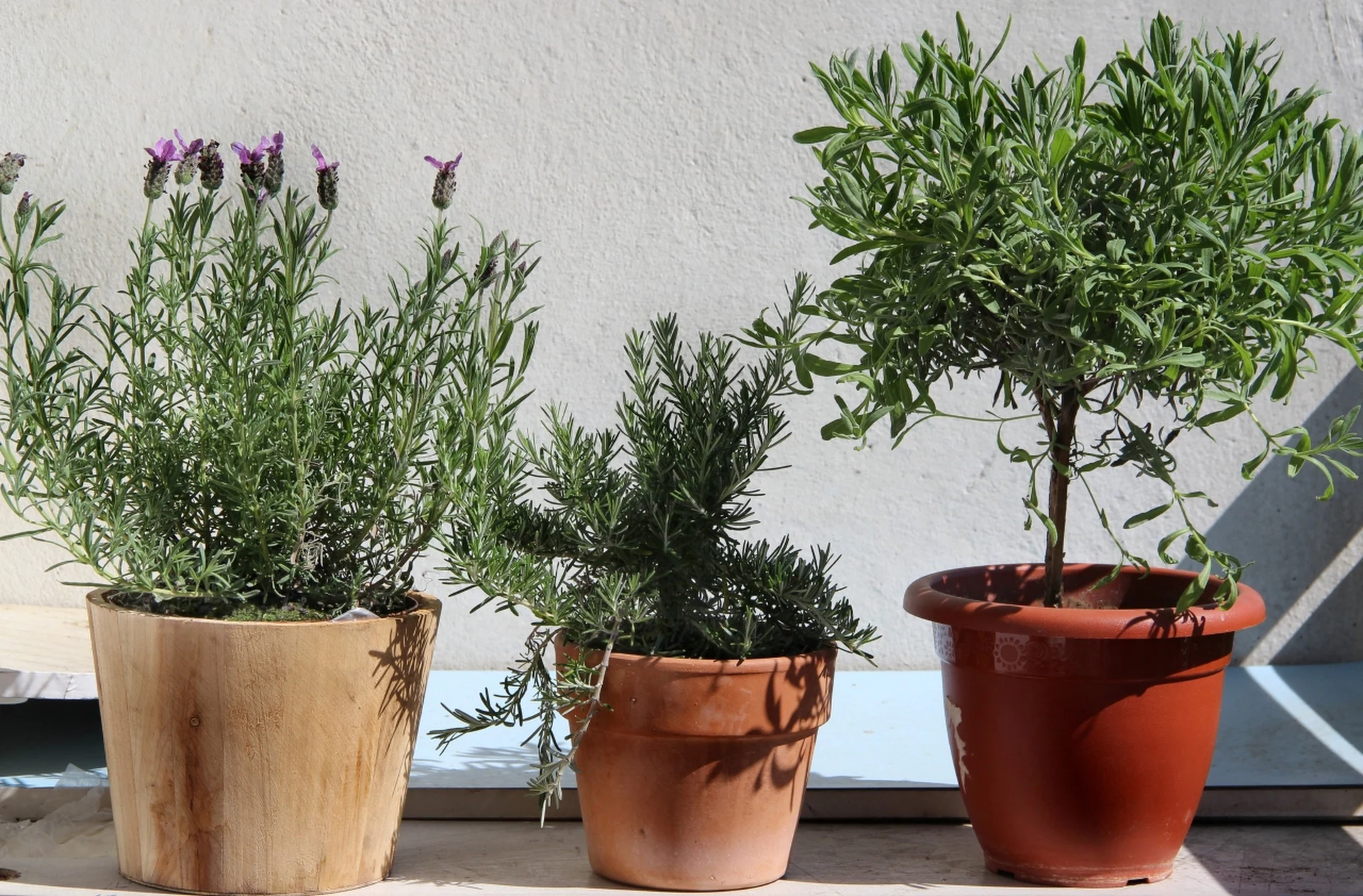 Jak przezimować lawendę na balkonie albo tarasie? Zabezpiecz ją, a wiosną znów się zazieleni