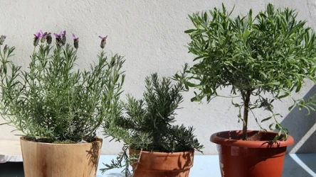 Jak przezimować lawendę na balkonie albo tarasie? Zabezpiecz ją, a wiosną znów się zazieleni