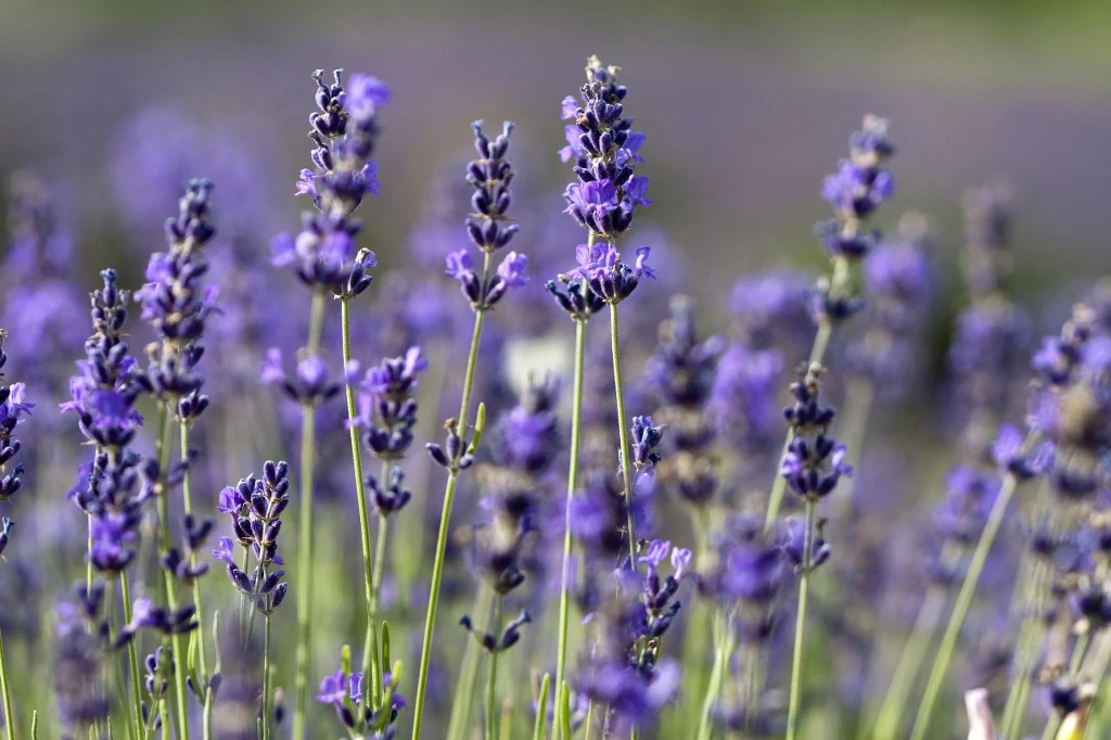 Lawenda angielska (wąskolistna)