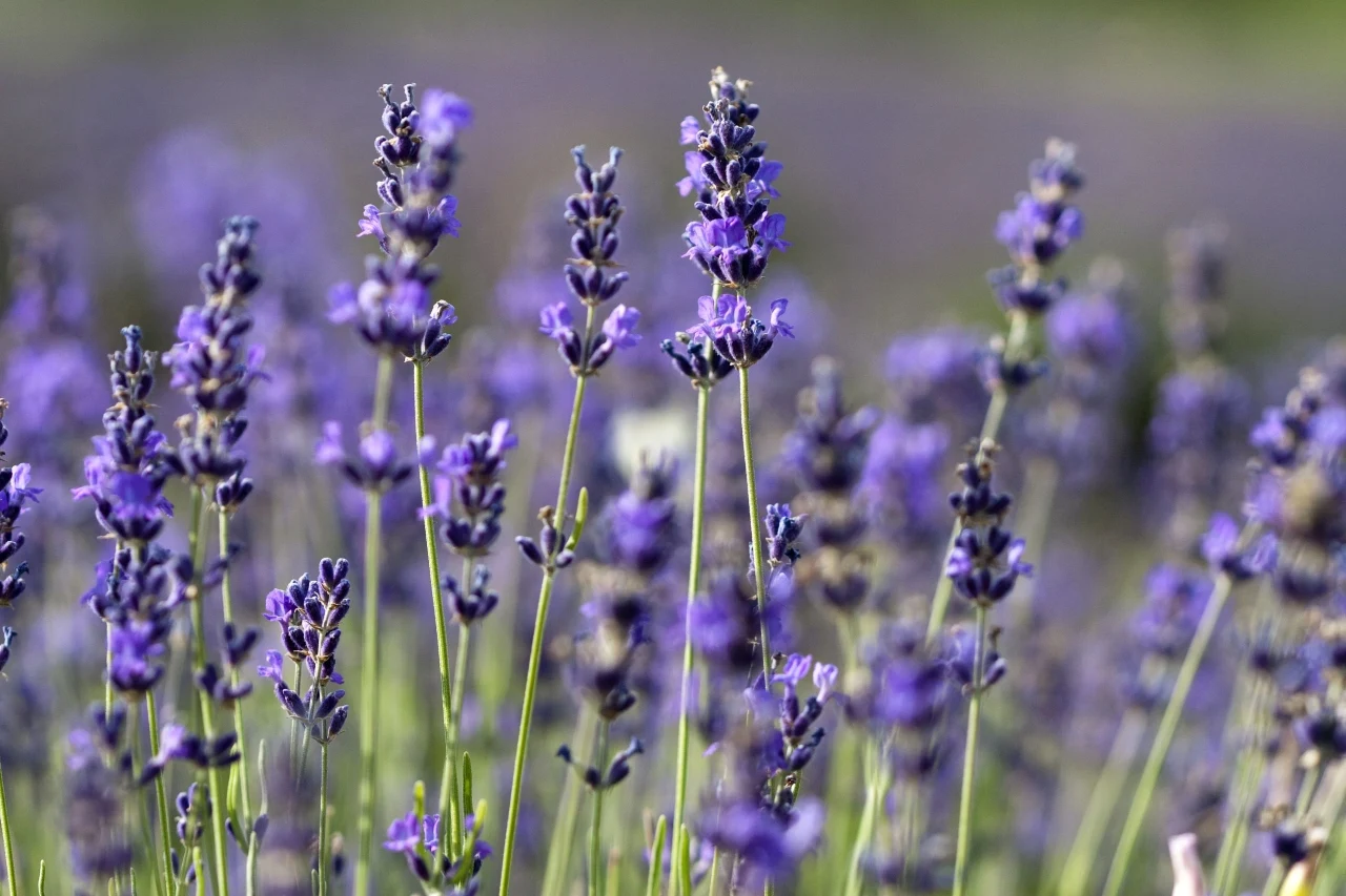 Lawenda angielska (wąskolistna)