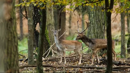 Czysta Polska - odc.235