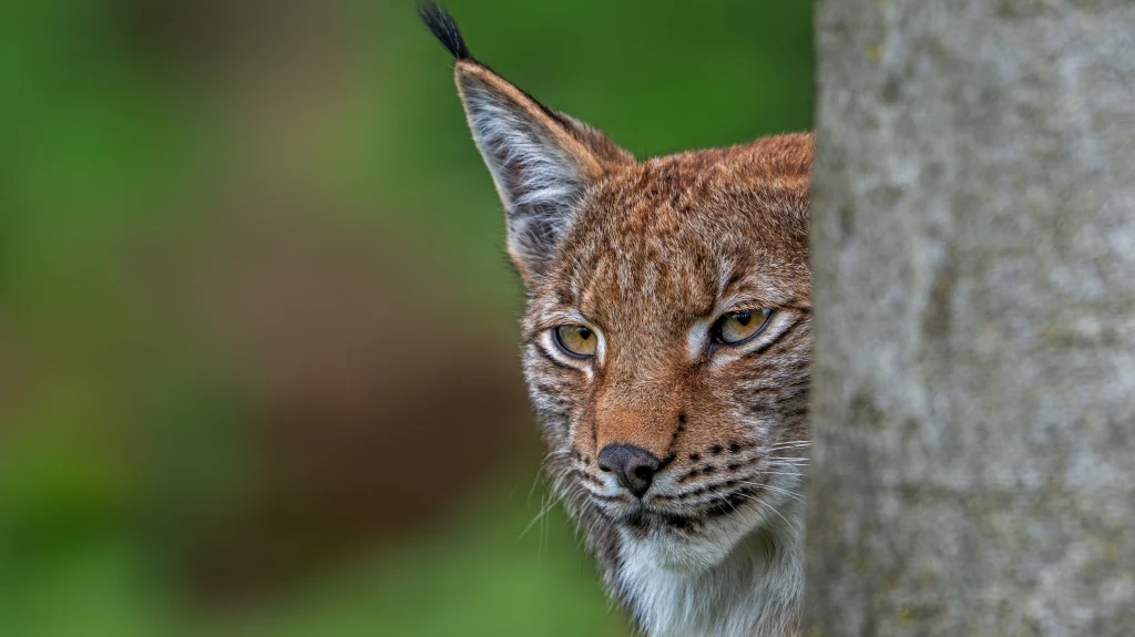 Rysie podczas szukania dla siebie miejsca mogą zapędzać się w pobliże dróg. Dlatego warto zdjąć nogę z gazu