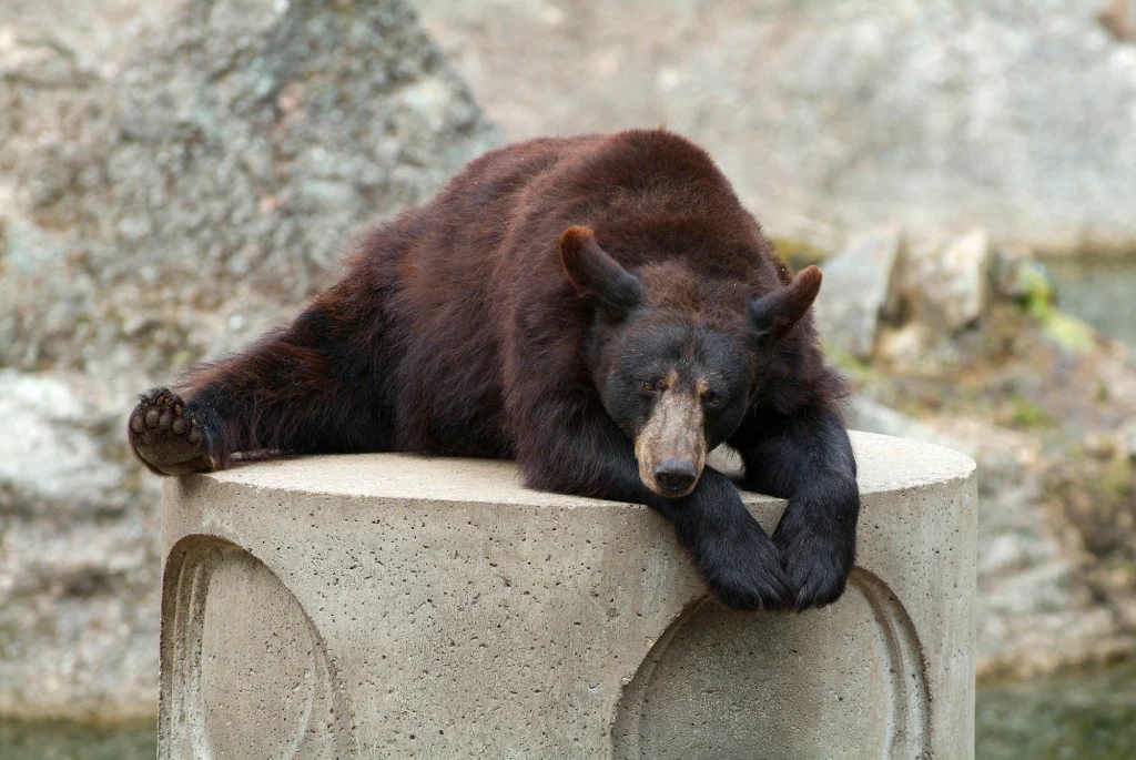 Co robić, gdy spotka cię niedźwiedź?