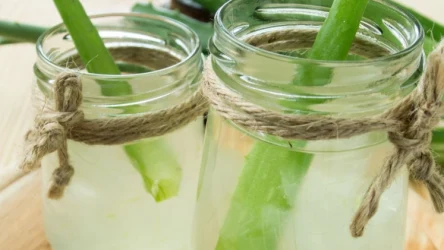 Suplementację soku z aloesu najlepiej zacząć od 30–50 ml czystego żelu aloesowego dziennie