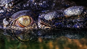 Krokodyl zaatakował dziecko na plaży. Trwa wzmożona aktywność gadów