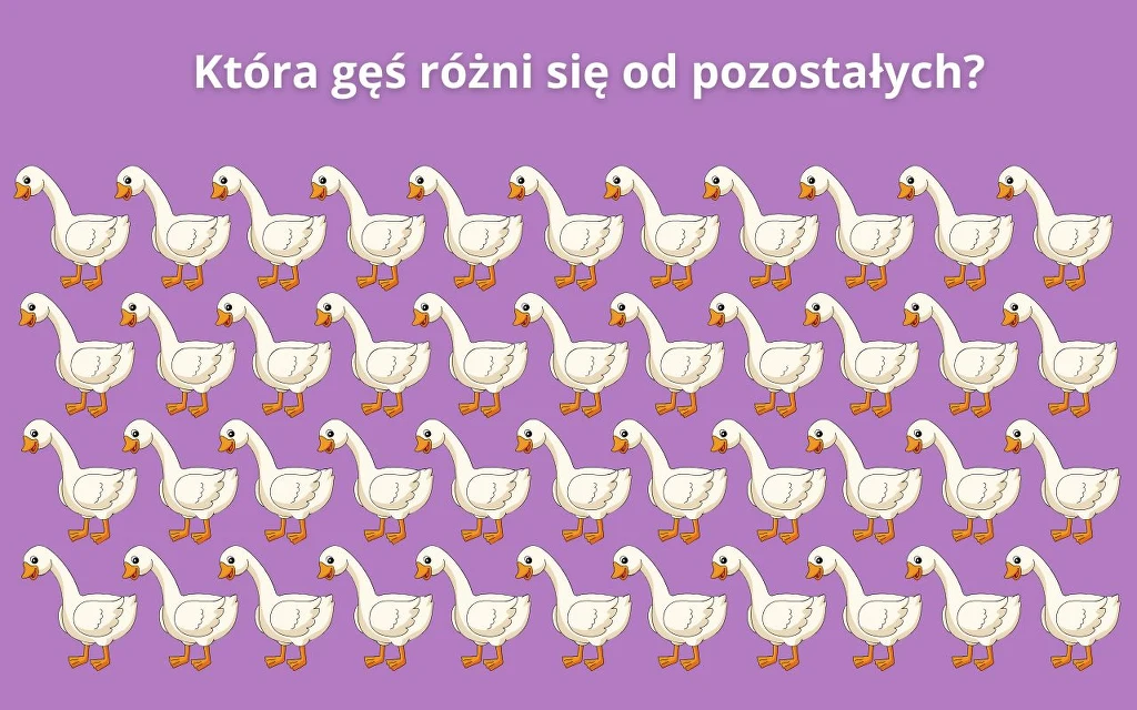 Czy uda ci się zauważyć różnicę? Która gęś jest inna? Czy uda ci się zauważyć różnicę? Która gęś jest inna?