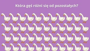 Tylko 1 proc. użytkowników dostrzega różnicę. Która gęś jest inna?