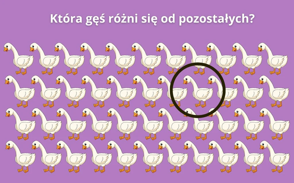 Poprawne rozwiązanie Kilka rzędów białych gęsi na fioletowym tle, jedna z gęsi otoczona grubą czarną linią wyróżnia się innym układem nóg niż pozostałe.