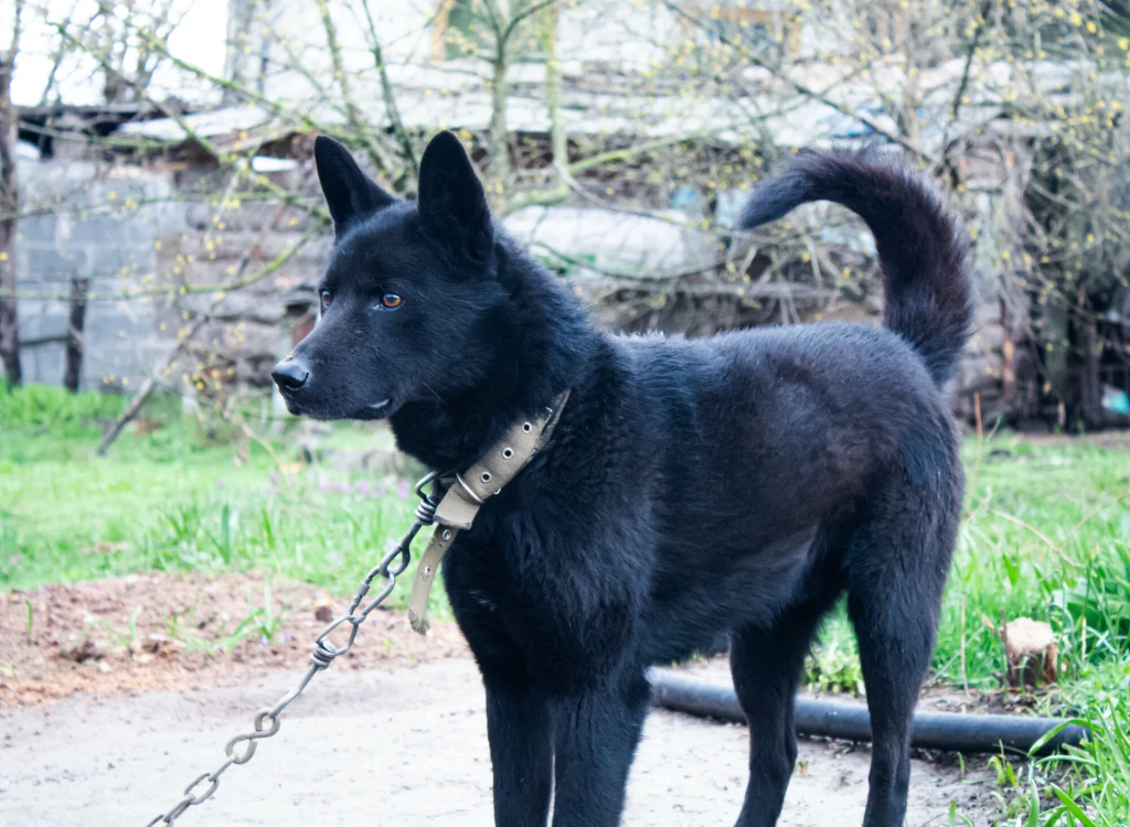 Akt prawny, który od 1997 r. reguluje zasady ochrony zwierząt w Polsce jest nieaktualny 