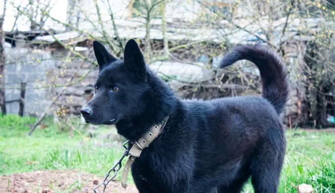 Akt prawny, który od 1997 r. reguluje zasady ochrony zwierząt w Polsce jest nieaktualny 