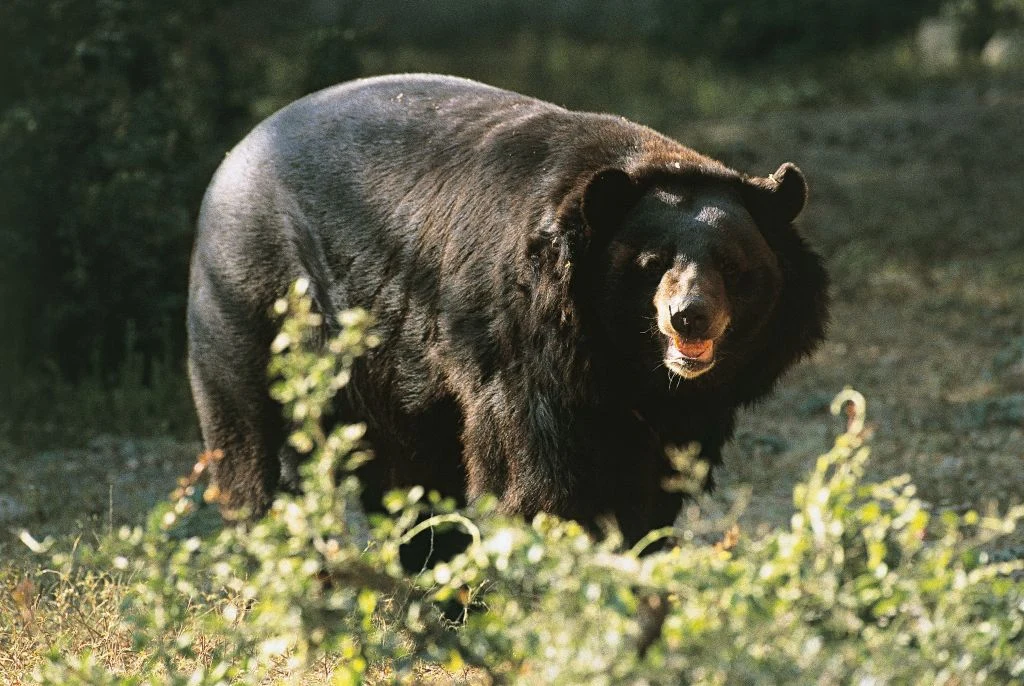 Rośnie liczba ataków niedźwiedzi. Japońskie władze wzywają wojsko na pomoc, zdj. ilustracyjne