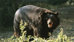 Niedźwiedzie atakują coraz częściej. Władze w Japonii apelują do wojska