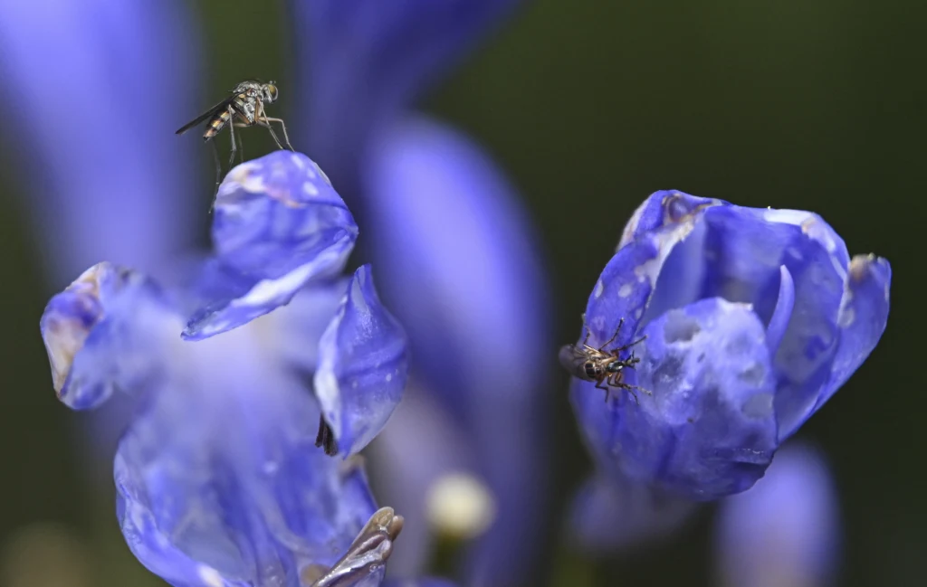 Komary zalicza się do jednych z najbardziej nielubianych zwierząt