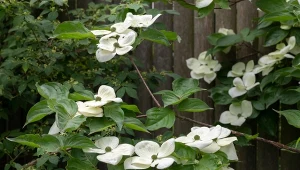 Dereń kousa (Cornus kousa) to okazały krzew, który cieszy się coraz większą popularnością w ogrodach.