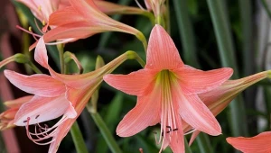 Ozdobą zwartnicy są piękne kwiaty. Jak ją uprawiać?