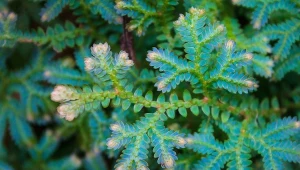 Selaginella uncinata uprawia się jako roślinę domową.