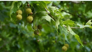 Platan klonolistny jest jednym z najbardziej okazałych drzew w Polsce.