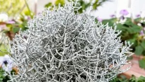 Kalocefalus Browna to ciekawa roślina o bardzo oryginalnym wyglądzie.