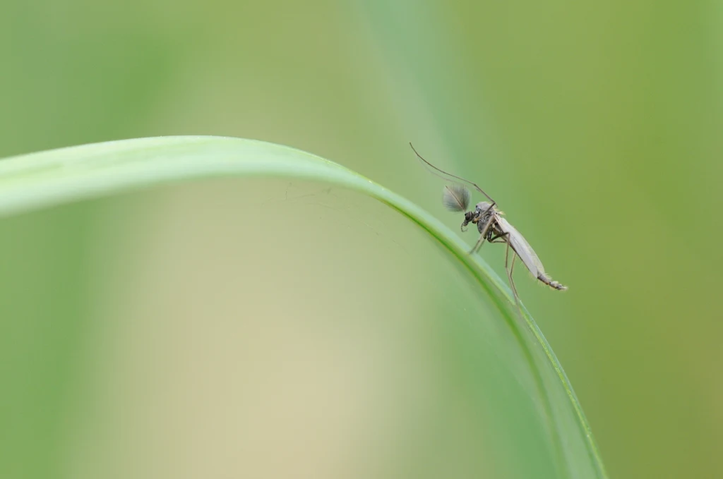 Komar siedzący na delikatnym, wygiętym źdźble trawy w otoczeniu rozmytego, zielonego tła.