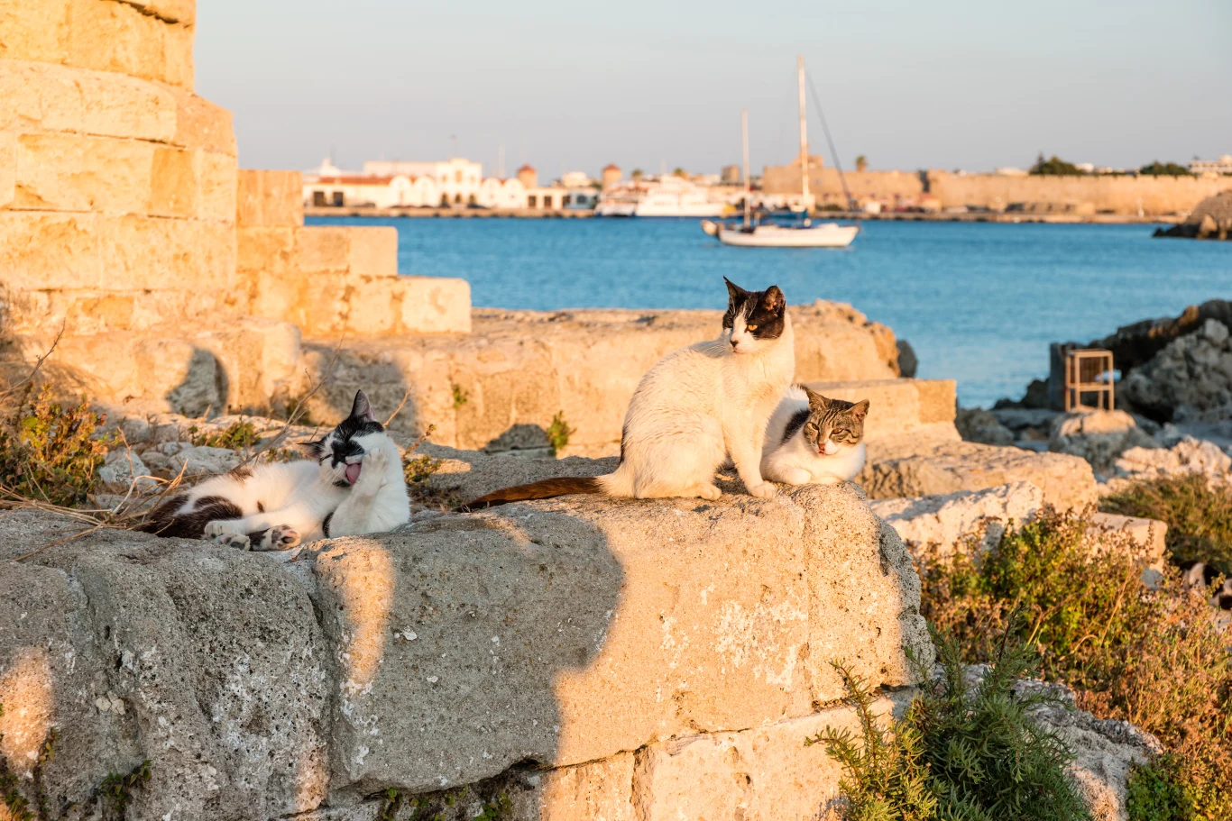 Kotów na Tabarce jest dwa razy więcej niż ludzi Kotów na Tabarce jest dwa razy więcej niż ludzi