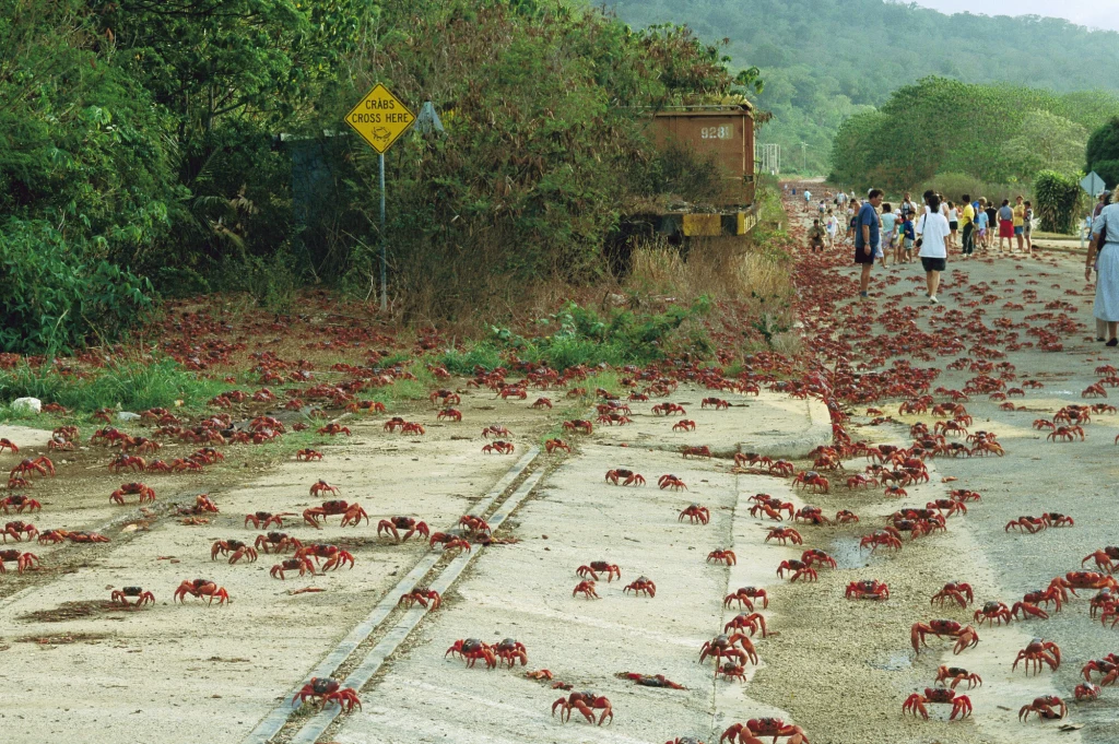 Poza sezonem lęgowym kraby czerwone są terytorialnymi samotnikami, broniącymi swojej nory przed intruzami Tysiące czerwonych krabów przemieszczających się przez drogę i pobocze, otoczone zielenią, z grupą ludzi obserwujących to niezwykłe zjawisko migracji.