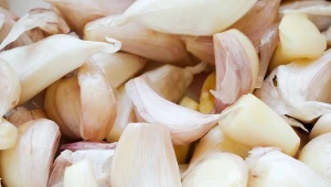 Czosnek od wieków uznawany jest za naturalny lek i nie bez powodu nazywa się go „antybiotykiem z kuchni”. 