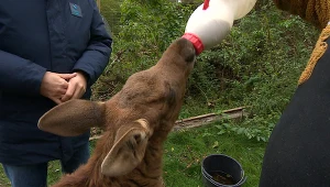Nietypowe narodziny samicy łosia. Przyszła na świat dużo później niż reszta