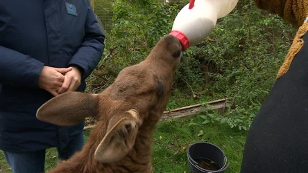 Zaskakujące narodziny samicy łosia. Zamiast wiosną przyszła na świat jesienią