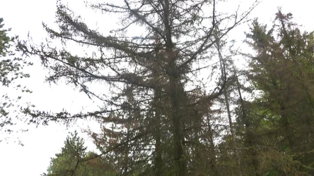 Drzewa iglaste wysychają rekordowo szybko